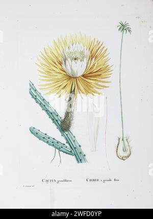 Selenicereus grandiflorus Here As Cactus grandiflorus from History of Succulent Plants [Plantarum historia succulentarum / Histoire des plantes grasses] painted by Pierre-Joseph Redouté and described by Augustin Pyramus de Candolle 1799 Selenicereus grandiflorus is a cactus species originating from the Antilles, Mexico and Central America. The species is commonly referred to as queen of the night, night-blooming cereus, large-flowered cactus, sweet-scented cactus or vanilla cactus. Stock Photo