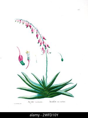 Gasteria verrucosa (Mill.) Haw. Here As Aloe carinata from History of Succulent Plants [Plantarum historia succulentarum / Histoire des plantes grasses] painted by Pierre-Joseph Redouté and described by Augustin Pyramus de Candolle 1799 Gasteria is a genus of succulent plants, native to South Africa and the far south-west corner of Namibia. Stock Photo