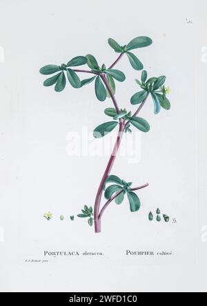 Portulaca oleracea from History of Succulent Plants [Plantarum historia succulentarum / Histoire des plantes grasses] painted by Pierre-Joseph Redouté and described by Augustin Pyramus de Candolle 1799 Portulaca is a genus of flowering plants in the family Portulacaceae, and is the type genus of the family. With over 100 species, it is found in the tropics and warm temperate regions. Stock Photo