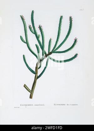Euphorbia canariensis L. Here As Euphorbia canariensis from History of Succulent Plants [Plantarum historia succulentarum / Histoire des plantes grasses] painted by Pierre-Joseph Redouté and described by Augustin Pyramus de Candolle 1799 Euphorbia canariensis, commonly known as the Canary Island spurge, Hercules club or in Spanish cardón, is a succulent member of the genus Euphorbia and family Euphorbiaceae endemic to the Canary Islands. It is the plant symbol of the island of Gran Canaria. Stock Photo