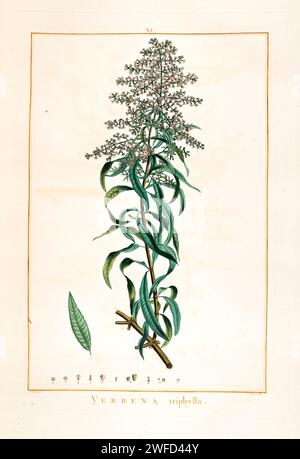 Aloysia citrodora, lemon verbena, here as Verbena triphylla is a species of flowering plant in the verbena family Verbenaceae, native to South America. Other common names include lemon beebrush. It was brought to Europe by the Spanish and the Portuguese in the 17th century and cultivated for its oil. Hand Painted by Pierre-Joseph Redouté in 1784 Stock Photo