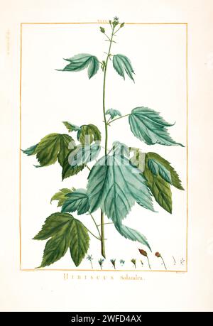 Hibiscus solandra syn Hibiscus lobatus Hand Painted by Pierre-Joseph Redouté and published in Stirpes Novae aut Minus Cognitae (1784) by Charles Louis L'Héritier de Brutelle. Hibiscus is a genus of flowering plants in the mallow family, Malvaceae. The genus is quite large, comprising several hundred species that are native to warm temperate, subtropical and tropical regions throughout the world. Stock Photo