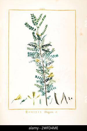 Robinia altagana syn Caragana arborescens Hand Painted by Pierre-Joseph Redouté and published in Stirpes Novae aut Minus Cognitae (1784) by Charles Louis L'Héritier de Brutelle. Caragana arborescens, the Siberian peashrub, Siberian pea-tree, or caragana, is a species of legume native to Siberia and parts of China and neighboring Mongolia and Kazakhstan. It was taken to the United States by Eurasian immigrants, who used it as a food source while travelling west. Stock Photo