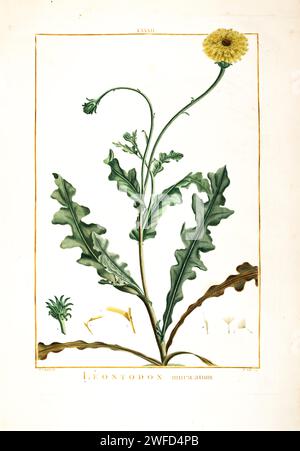 Leontodon muricatum Hand Painted by Pierre-Joseph Redouté and published in Stirpes Novae aut Minus Cognitae (1784) by Charles Louis L'Héritier de Brutelle. Leontodon is a genus of plants in the tribe Cichorieae within the family Asteraceae, commonly known as hawkbits. Their English name derives from the mediaeval belief that hawks ate the plant to improve their eyesight. Stock Photo