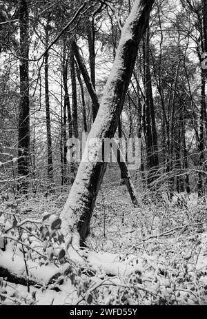 black and white photograph of a winter scenery of snow-covered tree trunks in the snowy forest, forming an upright X in the center of the image Stock Photo
