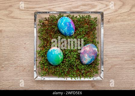 Freshly grown cress grows in a glass square bowl, colored eggs visible. Stock Photo