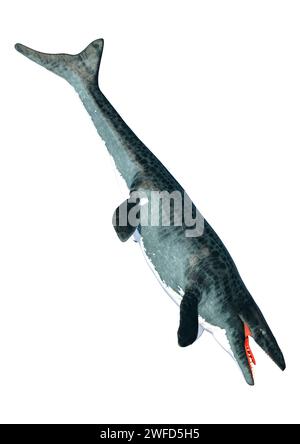 3D rendering of a large marine extinct reptile Mosasaur isolated on ...