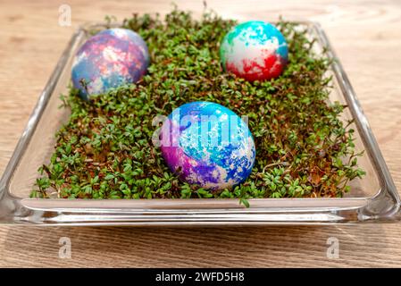 Freshly grown cress grows in a glass square bowl, colored eggs visible. Stock Photo