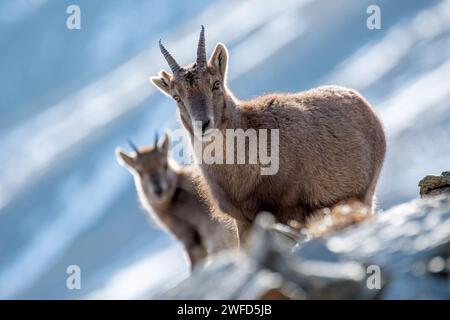 Mother and cub alpine ibex (Capra ibex) standing on rocks in winter season, Alps Mountains. Italy Stock Photo