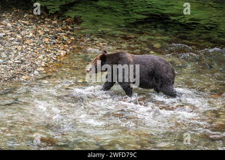 Grizzly Bear (Ursus arctos horribilis) fishing salmon during salmon run in Fish Creek, Tongass national forest, Alaska, USA. Stock Photo