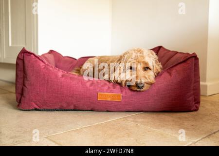 Dog in bed Stock Photo