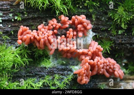 Arcyria major, also called Arcyria insignis var. major, a candy slime mold from Finland, no common English name Stock Photo