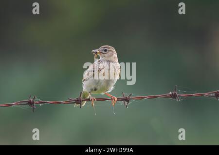 Eurasian skylark Alauda arvensis, with food, perched on rusty barbed wire fence, June. Stock Photo