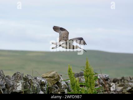 Eurasian curlew Numenius arquata, in flight over a dry stone wall in the uplands of Teesdale, North Pennines, County Durham, England, UK, June. Stock Photo