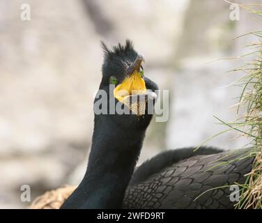 European shag Phalacrocorax aristotelis, on nest performing threat display, May. Stock Photo
