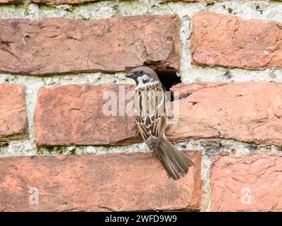Eurasian tree sparrow Passer montanus, clinging to brickwork outside nest hole in old brick wall, May. Stock Photo