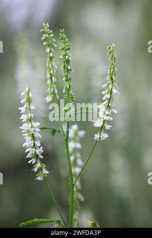 White Melilot, Melilotus albus, also known as Honey clover or White sweet clover, wild flowering plant from Finland Stock Photo