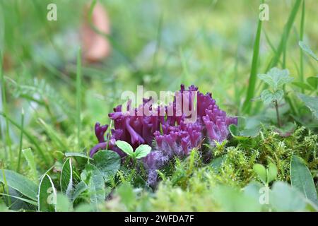 Clavaria zollingeri, also called Clavaria lavandula, commonly known as violet coral or the magenta coral, wild fungus from Finland Stock Photo