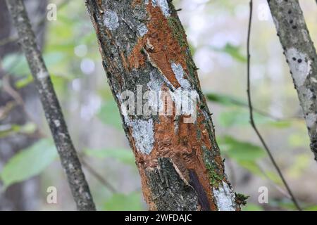Phellinus ferruginosus, also called Fuscoporia ferruginosa, commonly known as rusty porecrust, polypore fungus from Finland Stock Photo