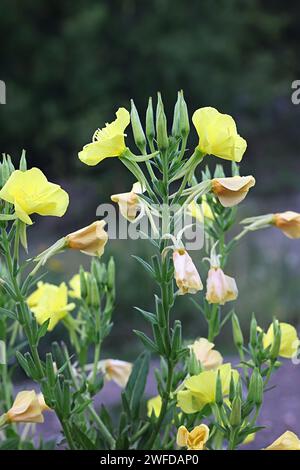 Evening primrose, also known as suncup or  sundrop, wild flowering plant from Finland Stock Photo