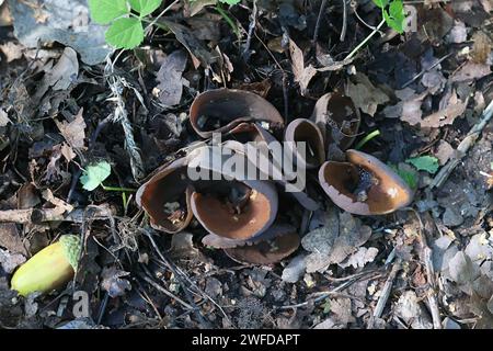 Otidea bufonia, known as split goblet or rabbit-ear cup fungus, wild mushroom from Finland Stock Photo