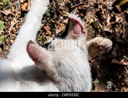 Albino cat with sunburn on the ears. Stock Photo