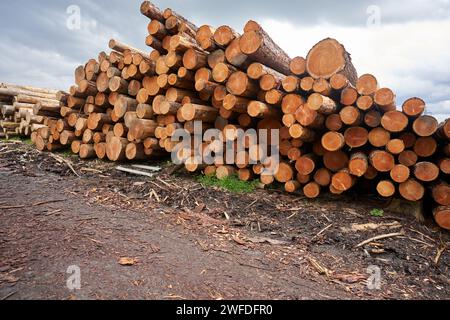 Stacked round wooden blocks background. Pine tree cut stacked. Stock Photo
