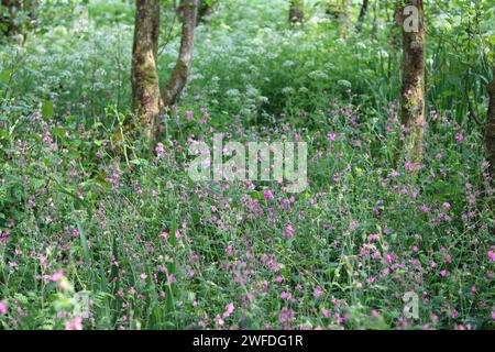 Red campion and common hogweed in a woodland Stock Photo