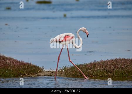 greater flamingo (Phoenicopterus roseus), Flamingo Lagoon,    Walvis Bay, Namibia, Africa Stock Photo