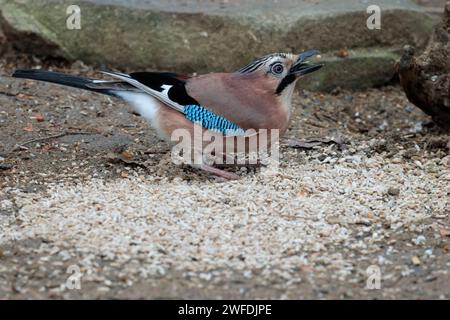 Jay Garrulus glandarius, pinkish buff plumage streaked crown white rump and undertail blue patch on black and white wings and black tail and bill Stock Photo