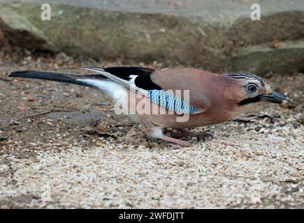 Jay Garrulus glandarius, pinkish buff plumage streaked crown white rump and undertail blue patch on black and white wings and black tail and bill Stock Photo