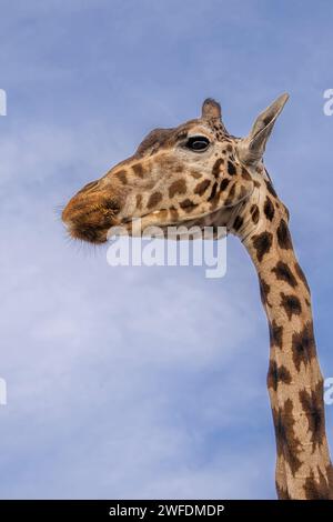 Close up detailed head and neck shot of an isolated giraffe at West Midland Safari Park, UK, against a blue sky. Stock Photo