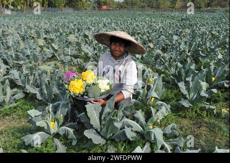 Sylhet, Bangladesh. 30th Jan, 2024. Young farmer MITHUN DEY is working in his colorful cauliflower fields. He cultivated total of 6-color cauliflower along with Valentina and Corotina hybrid 2 varieties which has Anti-diabetic and anti-cancer properties, also different in taste. on 30 January 2024 Sylhet, Bangladesh (Photo by Md Rafayat Haque Khan/ Eyepix Group/Sipa USA) Credit: Sipa USA/Alamy Live News Stock Photo