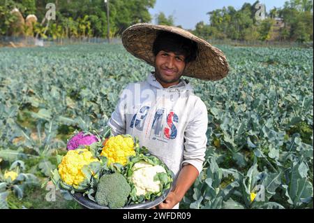 Sylhet, Bangladesh. 30th Jan, 2024. Young farmer MITHUN DEY is working in his colorful cauliflower fields. He cultivated total of 6-color cauliflower along with Valentina and Corotina hybrid 2 varieties which has Anti-diabetic and anti-cancer properties, also different in taste. on 30 January 2024 Sylhet, Bangladesh (Photo by Md Rafayat Haque Khan/ Eyepix Group/Sipa USA) Credit: Sipa USA/Alamy Live News Stock Photo