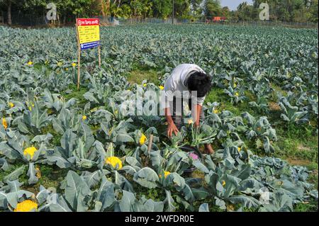 Sylhet, Bangladesh. 30th Jan, 2024. Young farmer MITHUN DEY is working in his colorful cauliflower fields. He cultivated total of 6-color cauliflower along with Valentina and Corotina hybrid 2 varieties which has Anti-diabetic and anti-cancer properties, also different in taste. on 30 January 2024 Sylhet, Bangladesh (Photo by Md Rafayat Haque Khan/ Eyepix Group/Sipa USA) Credit: Sipa USA/Alamy Live News Stock Photo