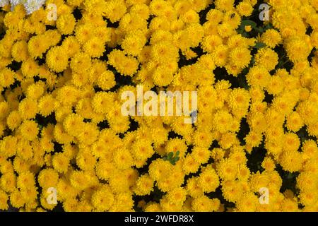 Yellow Chrysanthemum flowers in autumn. Stock Photo