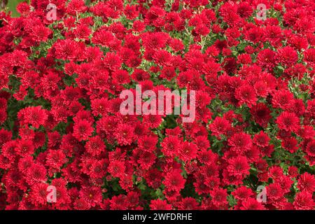 Crimson red Chrysanthemum flowers in autumn. Stock Photo