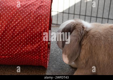 Mini lop rabbit enjoying playtime with tunnels outside Stock Photo