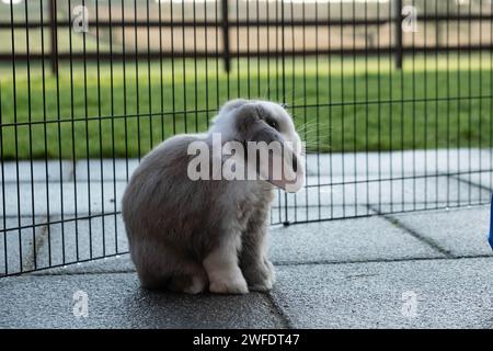 Portrait of a blue split Mini Lop rabbit enjoying the outdoors Stock Photo