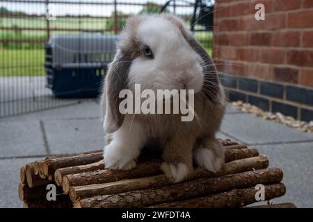 Mini lop rabbit enjoying playtime with tunnels outside Stock Photo