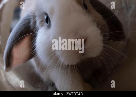 Mini lop rabbit enjoying playtime with tunnels outside Stock Photo