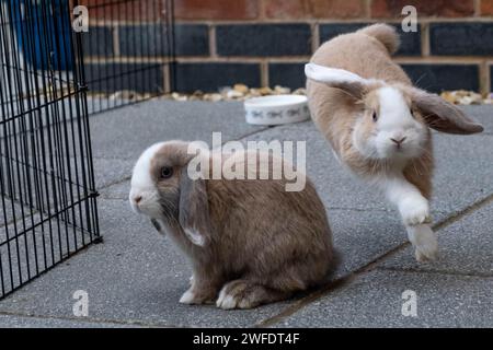 Playtime antics: One Mini Lop rabbit in motion, the other watching on Stock Photo
