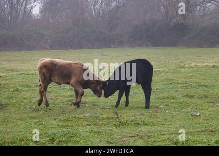farm cattle grazing in a meadow in spain farm breeding Stock Photo