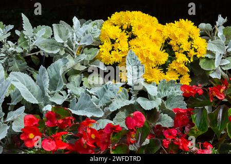 Red Begonia tuberous flowers, Senecio cineraria - Dusty Miller and yellow Chrysanthemums in vertical gardening wall in autumn. Stock Photo