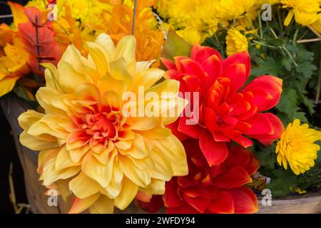 Yellow and red silk Dahlia flowers and yellow Chrysanthemums growing in wooden basket in autumn. Stock Photo