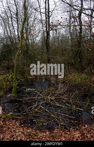 Douaumont fortress area, Verdun region, Meuse, France Stock Photo