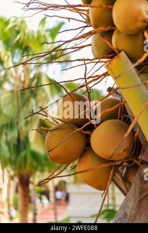 A bunch of fresh yellow coconuts on palm tree-a local culinary delight on Boa Vista , Cape Verde. High quality photo Stock Photo