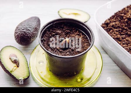 Growing avocado from seed in home from grocery store bought avocado vegetable. Top view of seed inside pot with soil at home. Stock Photo