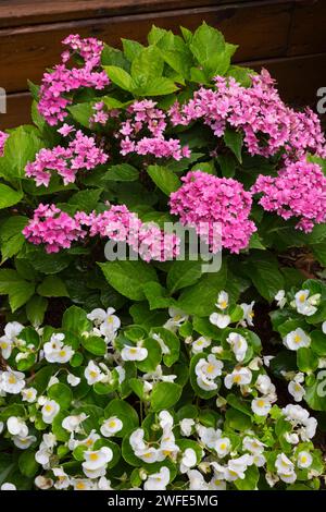 White Begonia and pink Hydrangea macrophylla - Bigleaf Hydrangea in summer. Stock Photo