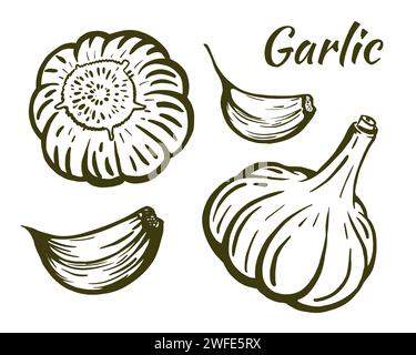 Set Sketch of a still life with garlic, hand-drawn. Garlic heads and cloves. Illustration isolated on white background. Vector. Stock Vector